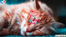 Relax Your Cat with Ocean Waves Sound, Relaxing Music for Cats with Ocean Waves Sound, Cat Sleep Music, Cat Separation Anxiety, Relax my Cat