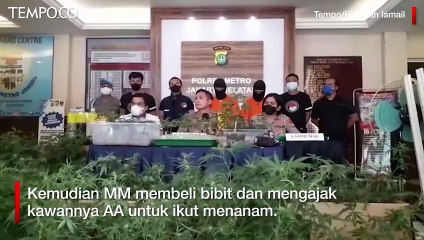 Polisi Sita Ratusan Pot Tanaman Ganja dari Apartemen di Kota Bekasi