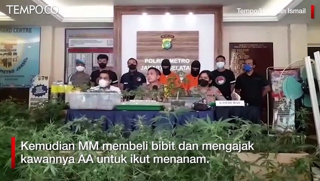 Polisi Sita Ratusan Pot Tanaman Ganja dari Apartemen di Kota Bekasi