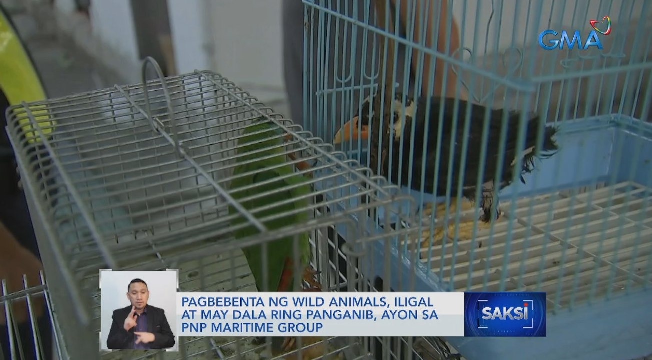 Iba't ibang uri ng hayop kabilang ang mga endangered species, nasagip; 7, huli | Saksi