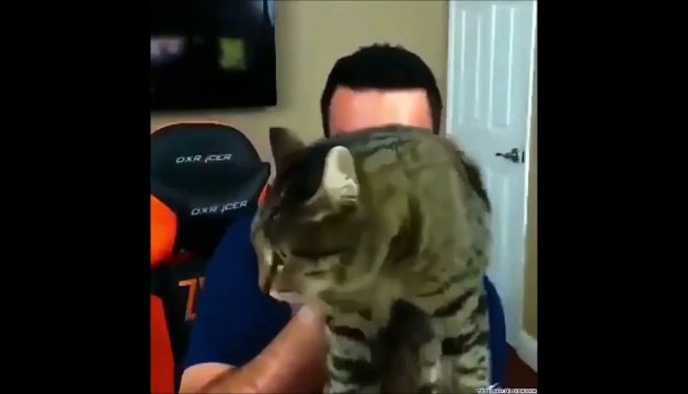 Ce streamer va vite comprendre que son chat le haie au plus haut point