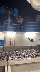 On appelle ça un bain de poisson