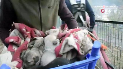 Tokat'ta bir evde çıkan yangında, alevlerin ortasında kalan yavru köpeklerin imdadına itfaiye koştu