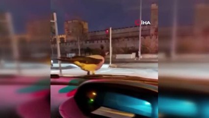 Ceviz yiyen karga otomobil üzerinde yolculuğu cep telefonu kamerasında