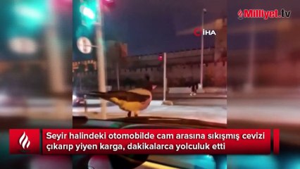 Ceviz yiyen karga otomobil üzerinde yolculuğu cep telefonu kamerasında