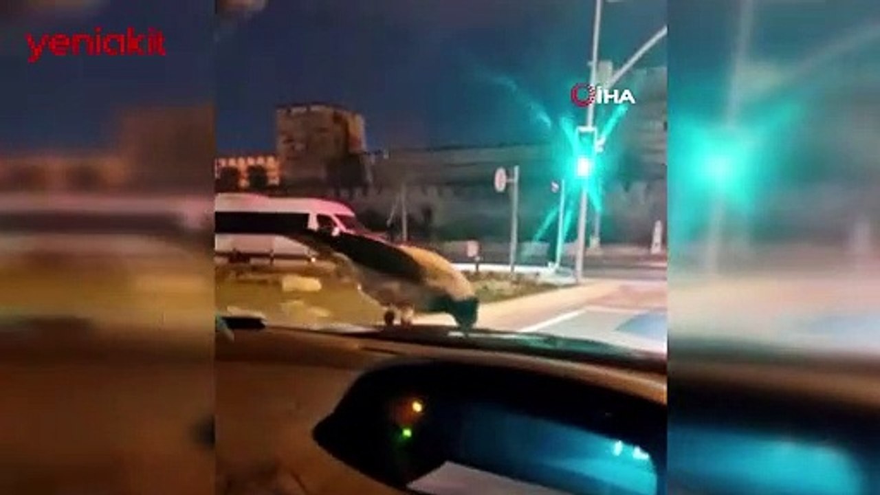 Seyir halindeki otomobilin üzerinde ceviz keyfi! Karganın gülümseten anları böyle kaydedildi