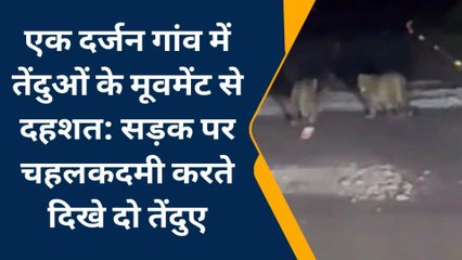 बड़ी खबर : जंगल से टहलते हुए गांव आ पहुंचे दो तेंदुए, दर्जनभर गांवों में फैली दहशत