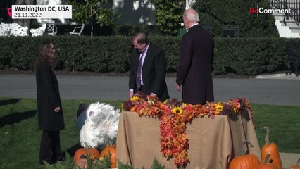 Thanksgiving: Biden begnadigt 50-Pfund-Truthähne Chocolate und Chip