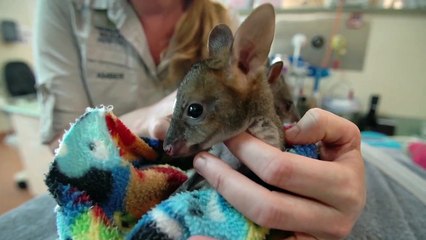 A Cancer-Beating Bear Is As Inspirational As He Is Cute