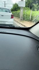 Snake Tries to Hitch a Ride Under Car Hood
