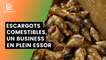 Bénin : Escargots comestibles, un business en plein essor