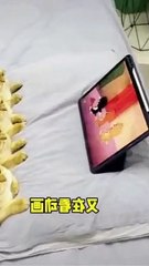 Funny Cats and Cute Cats, Cute cat #shorts