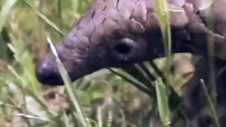 Pangolin  One Of The Cutest And Most Exotic Animals In The World