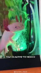 Axolotl  One Of The Cutest And Most Exotic Animals In The World