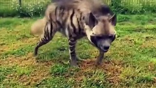 Hyena  One Of The Cutest But Dangerous Animals In The World
