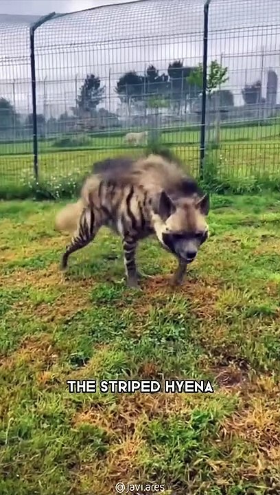 Hyena  One Of The Cutest But Dangerous Animals In The World