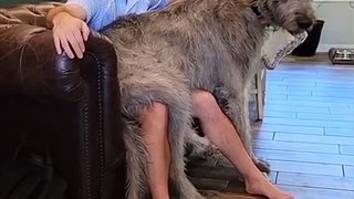 Irish Wolfhound  One Of The Tallest Dog Breeds In The World