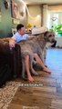 Irish Wolfhound  One Of The Tallest Dog Breeds In The World