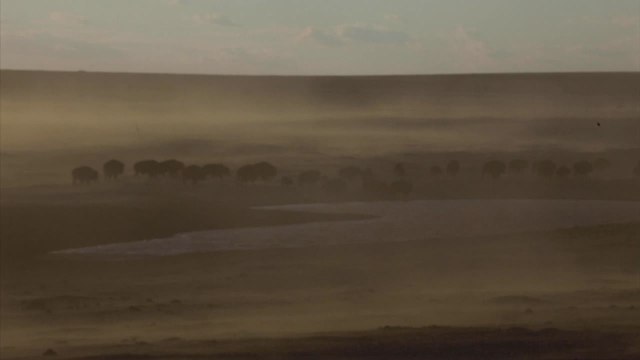 Renacen los búfalos en Estados Unidos gracias a tribus indígenas
