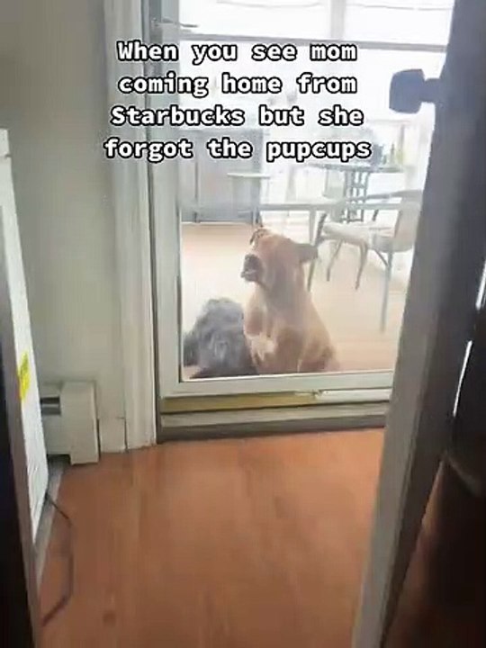 Opie the Dog Pushing Nose Against the Door video Dailymotion