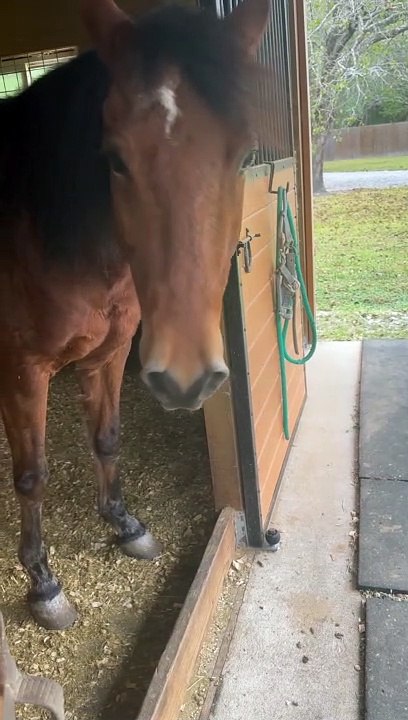 Horse Toots During Take Off