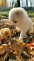 Cute Cat and Chicken Baby  #Cat #Funny Cat #Funny animal Video