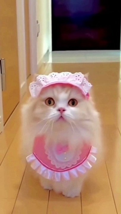 Pink Cat  #Cat #Funny Cat #Funny animal Video