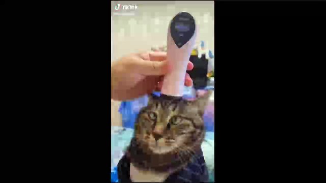 The Cutest Pets on Tiktok Compilation | Cutest Animals Part 1