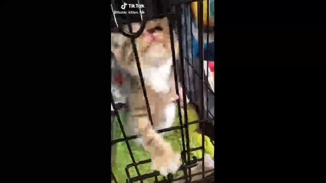 The Cutest Pets on Tiktok Compilation | Cutest Animals Part 2