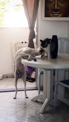 Kitty Grooms Canine Friend