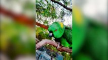 Cute Bird Talking Like a Human | Cute Bird Compilation