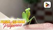WEDNESDAY PETSDAY | World's fiercest predator na mantis, binisita ang RSP Barkada!