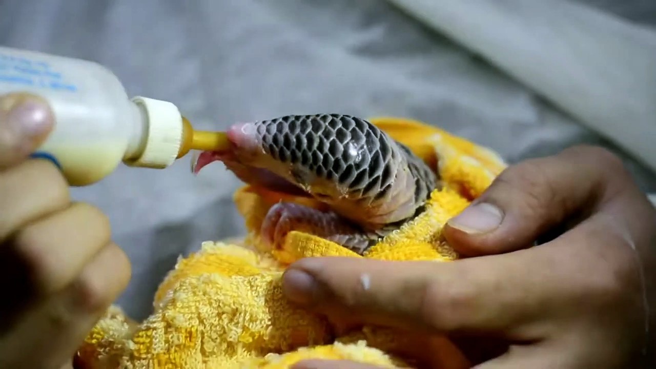 Baby Pangolin Creative Commons TIUN_Full-HD