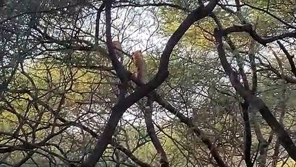 एक साथ नजर आए करण और राणा, झालाना लेपर्ड सफरी में हो रहा लेपर्ड का दीदार
