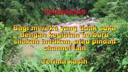 Berburu biawak disungai indonesia