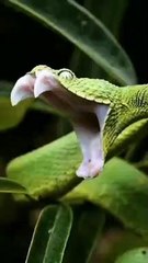 Animals grow up tik tok ❣️❤️‍