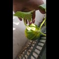 melon-honeydew melon-winter melon-melon growing