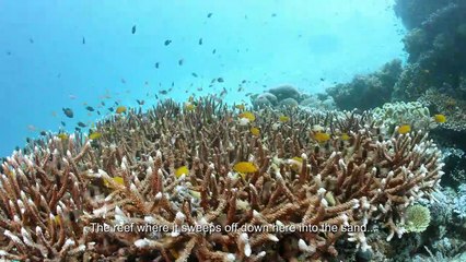 DESCENDING 4K _ S1 E12 _ The Giant Manta Rays