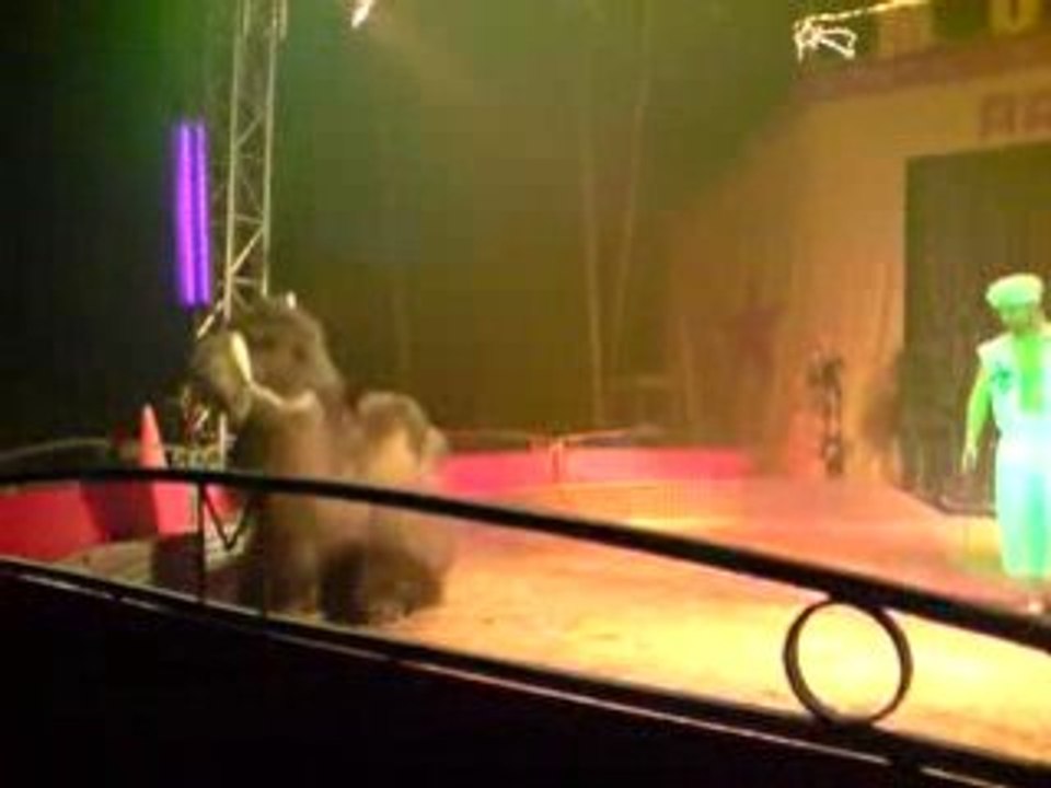 cirque chameau