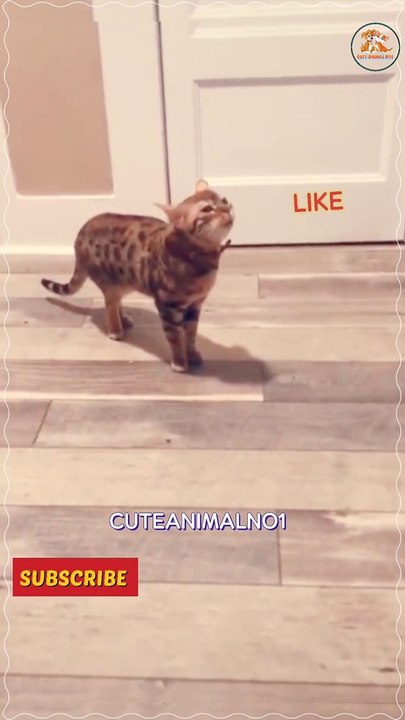 Funny cat sound  cat criyng