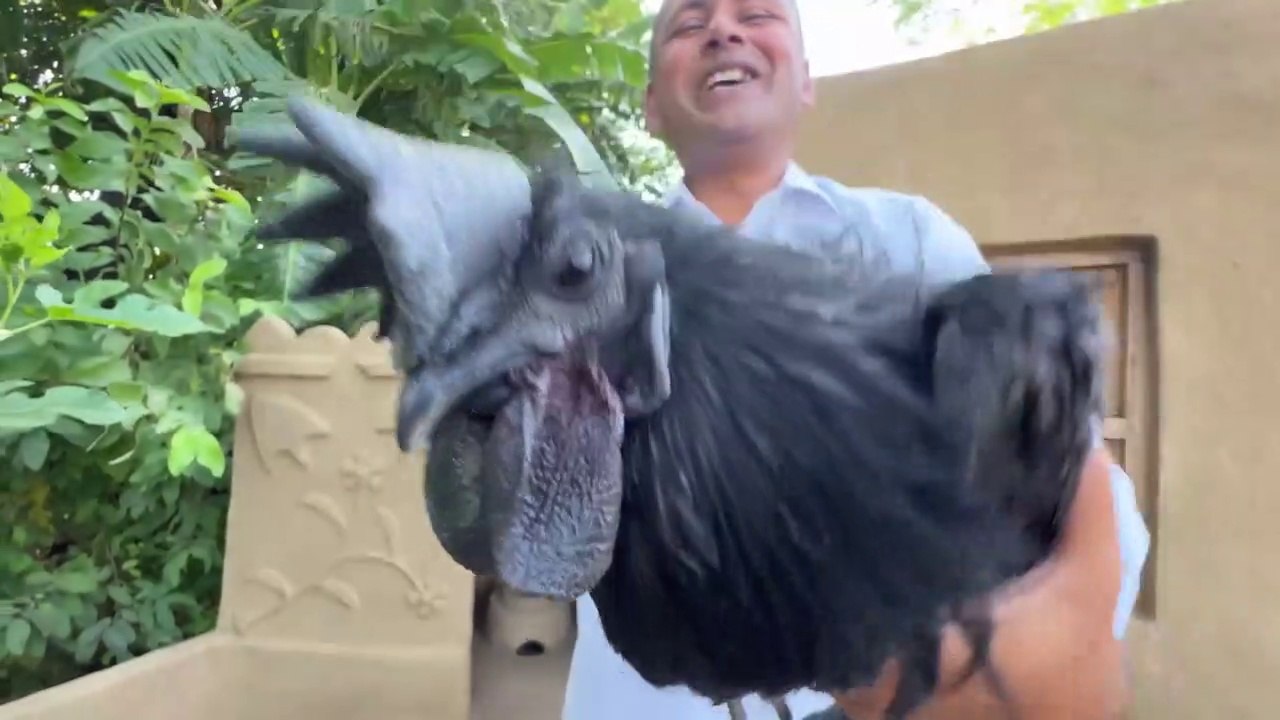 Black Chicken Curry - Cooking Kadaknath In Village - Mubashir Saddique - ManiMix Foods