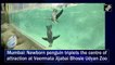 Mumbai: Newborn penguin triplets the centre of attraction at Veermata Jijabai Bhosle Udyan Zoo