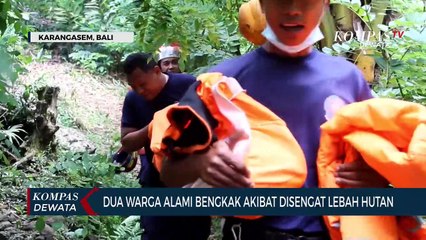 Lebah Hutan Serang Warga dan Ternak