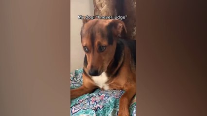 Cute Dog Viral On Tiktok | Cute Dog Compilation 2022
