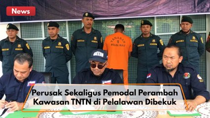 Sempat Buron 6 Bulan, Perusak Sekaligus Pemodal Perambah Kawasan TNTN di Pelalawan Dibekuk