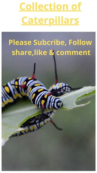 caterpillar collections