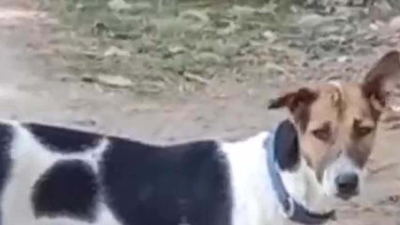 मऊ: आवारा कुत्तों का नगर में आतंक, खौफ के साए में लोग