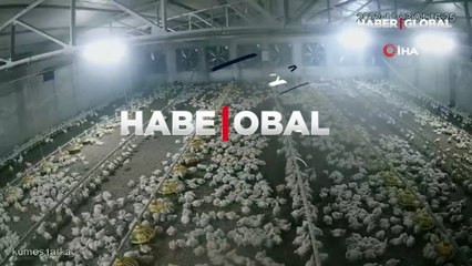 Düzce'deki depremi hisseden tavukların kaçış anları kamerada