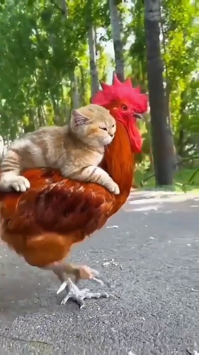 Funny Animals Compilation №6