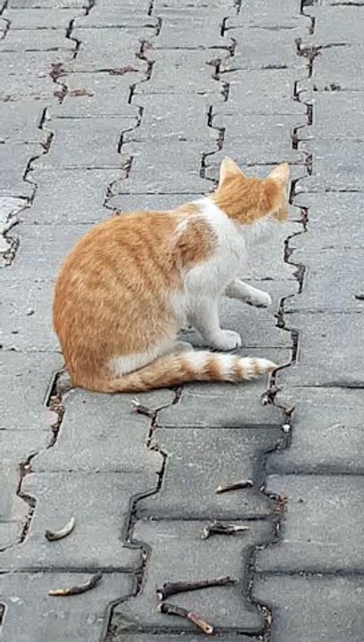 Kitten cleaning herself